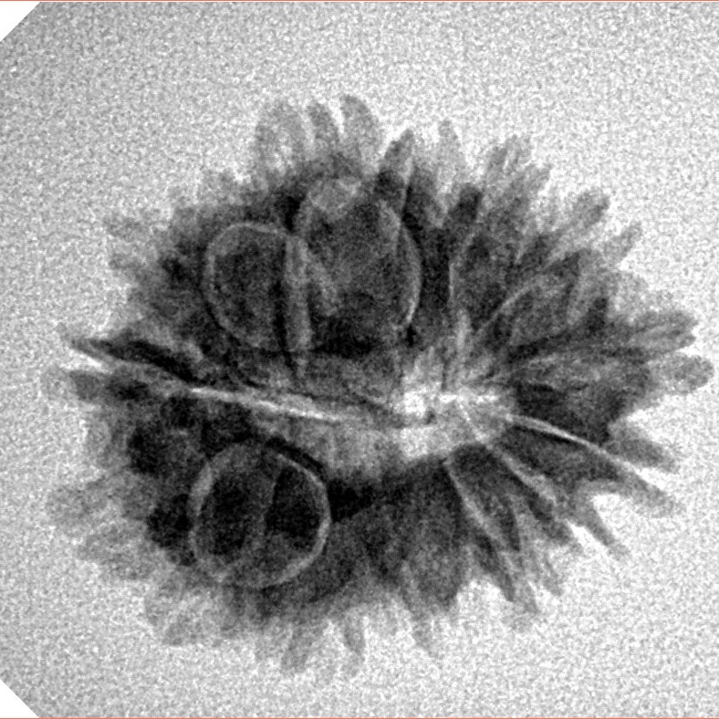 16 Mukhi Rudraksha 23.4mm 2.77gm - Inverse xray