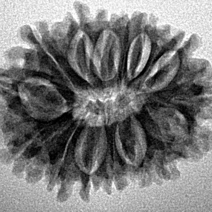 15 Mukhi Rudraksha 24.8mm 3.33gm - Inverse xray