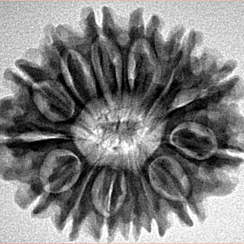 14 Mukhi Rudraksha 27.2mm 4.67gm - Inverse xray