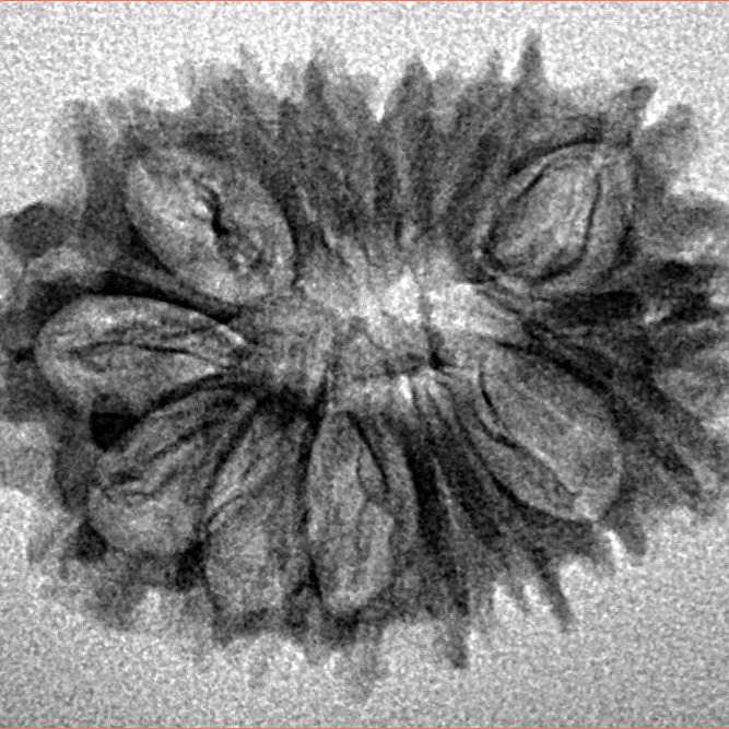 16 Mukhi Rudraksha 25.4mm 2gm - Inverse xray