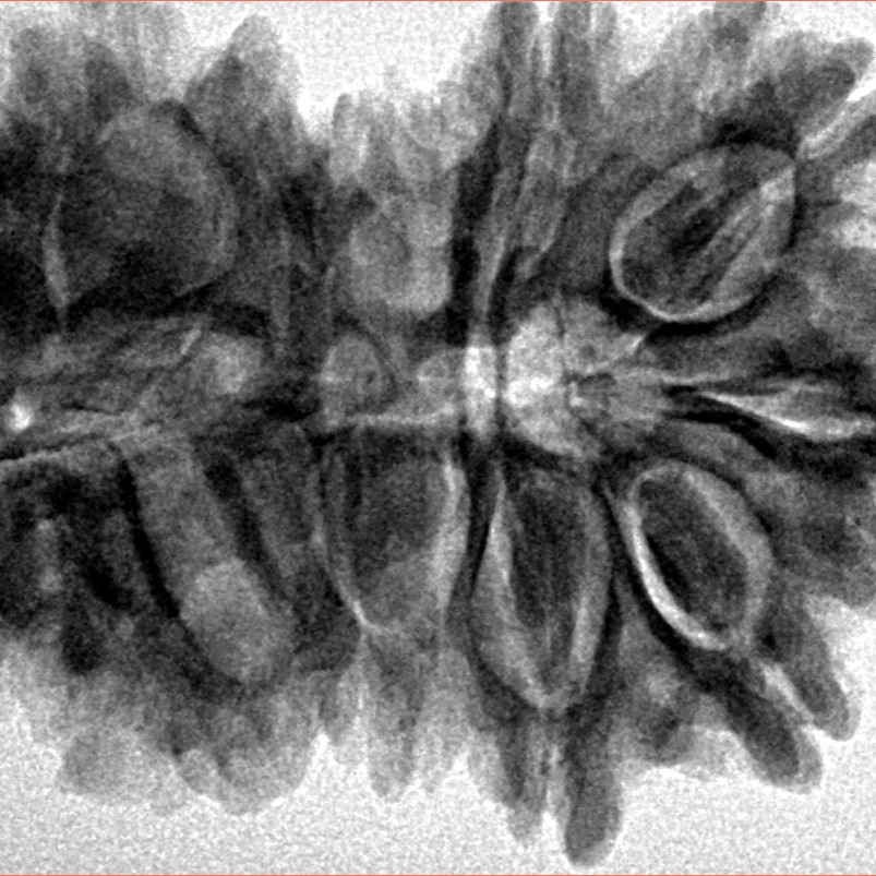 16 Mukhi Gaurishankar 35.2mm 7.19gm - Inverse xray