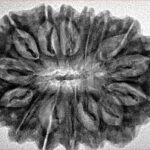 15 Mukhi Rudraksha 32.8mm 5.63gm - Inverse xray