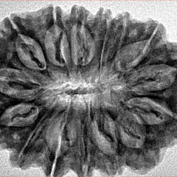 15 Mukhi Rudraksha 32.8mm 5.63gm - Inverse xray