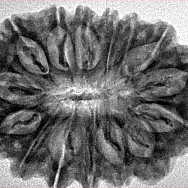 15 Mukhi Rudraksha 32.8mm 5.63gm - Inverse xray