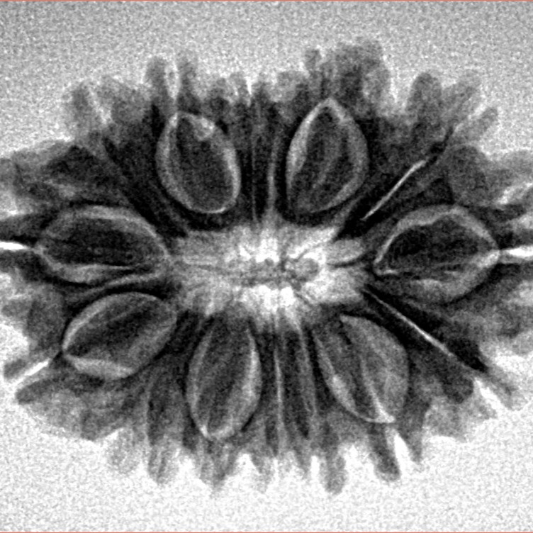 14 Mukhi Rudraksha 26.1mm 3.53gm - Inverse xray
