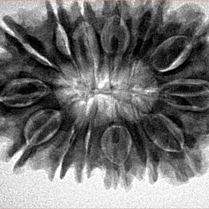 14 Mukhi Rudraksha 34mm 6.72gm - Inverse xray