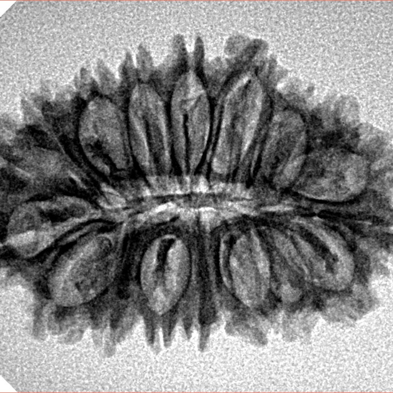 19 Mukhi Rudraksha 28.8mm 3.34gm - Inverse xray