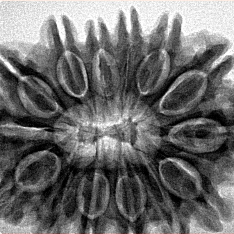 14 Mukhi Rudraksha 32.7mm 7.14gm - Inverse xray
