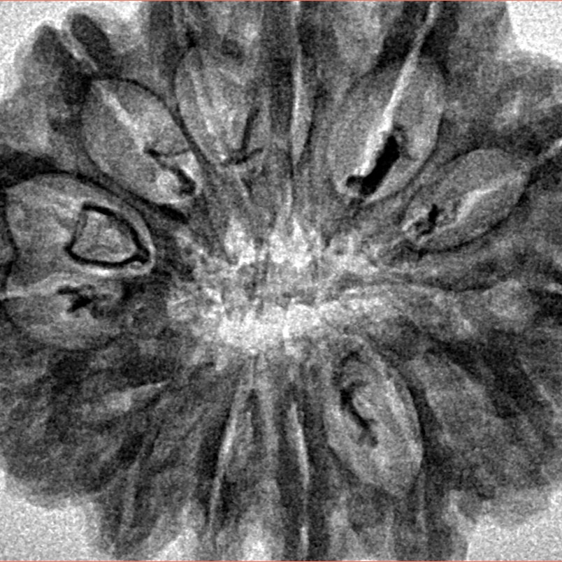 14 Mukhi Rudraksha 32.4mm 5.64gm - Inverse xray