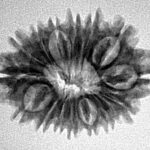 15 Mukhi Rudraksha 25.4mm 3gm - Inverse xray