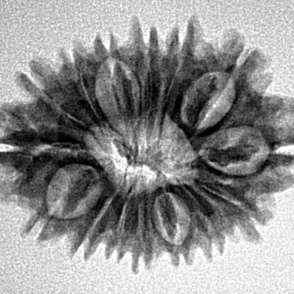 15 Mukhi Rudraksha 25.4mm 3gm - Inverse xray