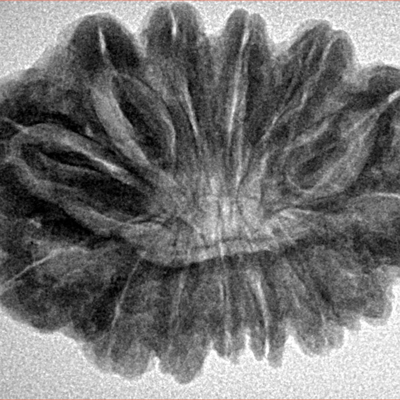 14 Mukhi Rudraksha 31.2mm 6.19gm - Inverse xray
