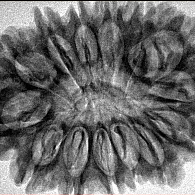 14 Mukhi Rudraksha 33.8mm 6.67gm - Inverse xray