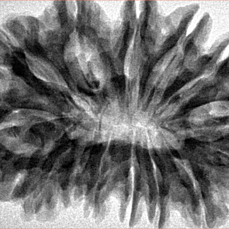 14 Mukhi Rudraksha 36.5mm 7.34gm - Inverse xray