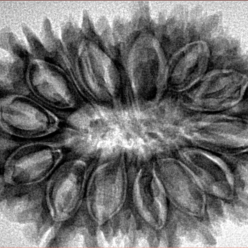 17 Mukhi Rudraksha 34.2mm 6.13gm - Inverse xray