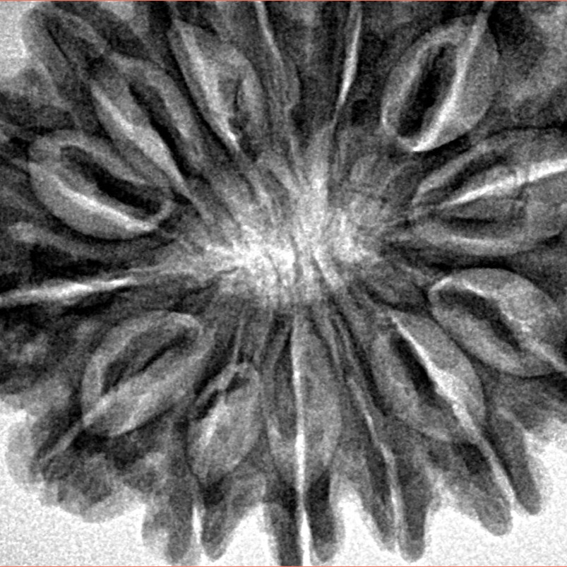 14 Mukhi Rudraksha 35.1mm 7.56gm - Inverse xray