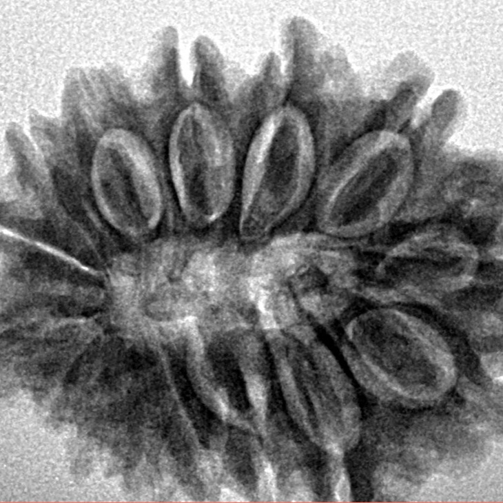 15 Mukhi Rudraksha 27.2mm 4.49gm - Inverse xray