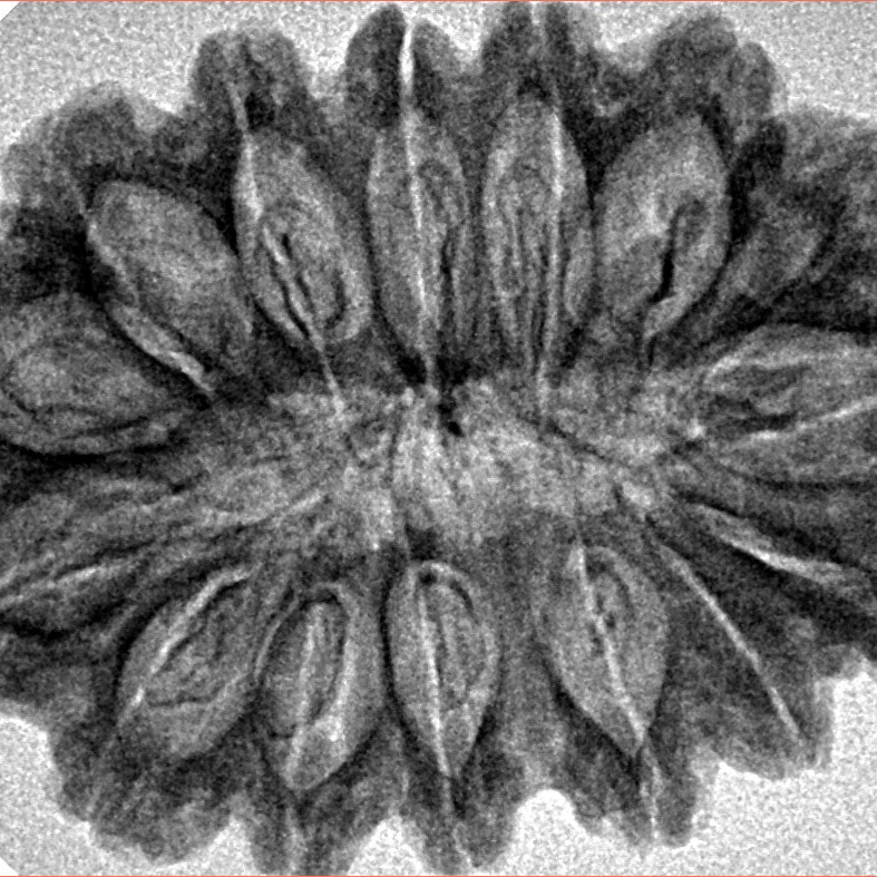 15 Mukhi Rudraksha 33.9mm 5.19gm - Inverse xray