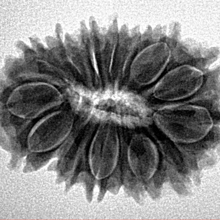 16 Mukhi Rudraksha 27.5mm 3.75gm - Inverse xray