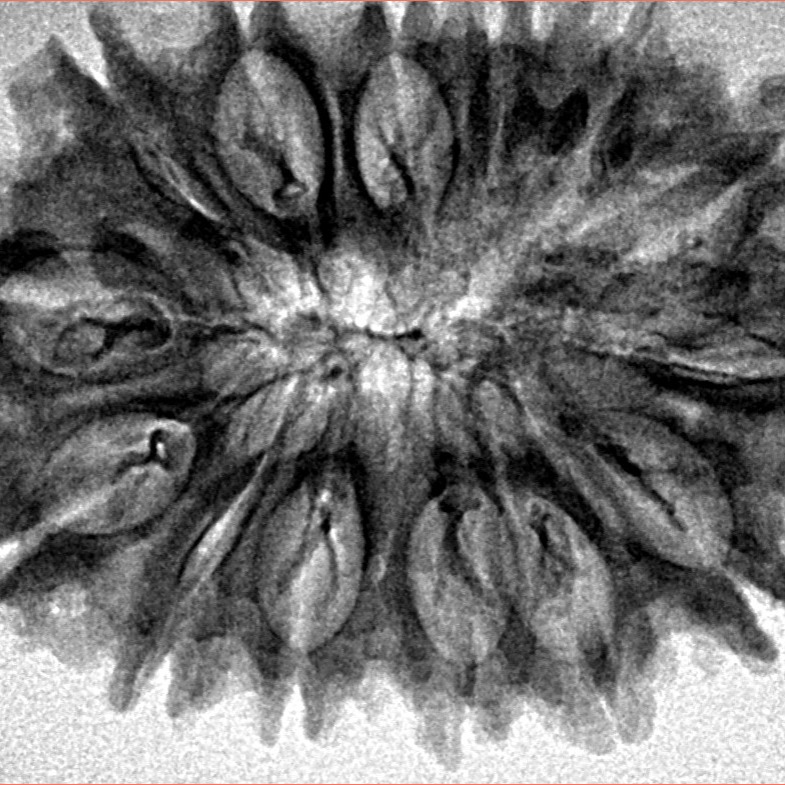14 Mukhi Rudraksha 31.41mm 5gm - Inverse xray