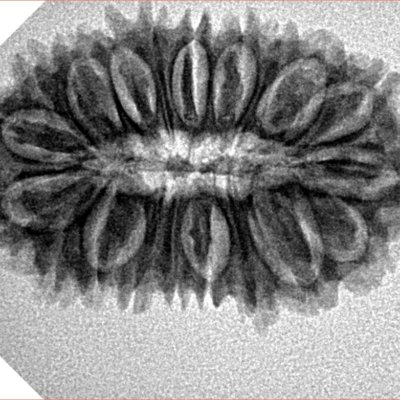 20 Mukhi Rudraksha 29.7mm 3.84gm - Inverse xray