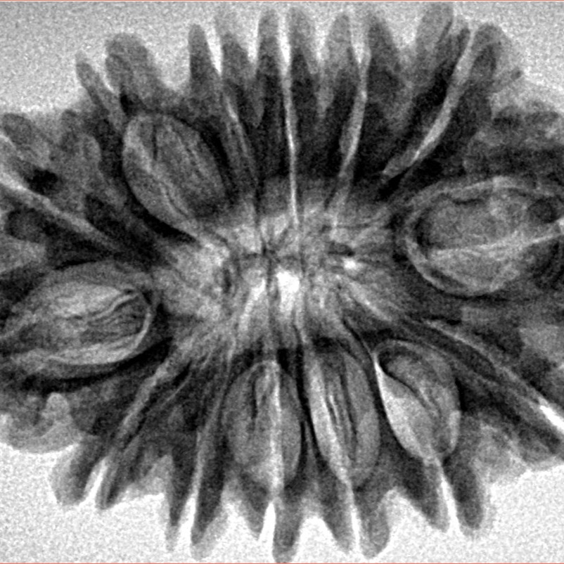 14 Mukhi Rudraksha 32.4mm 5.91gm - Inverse xray