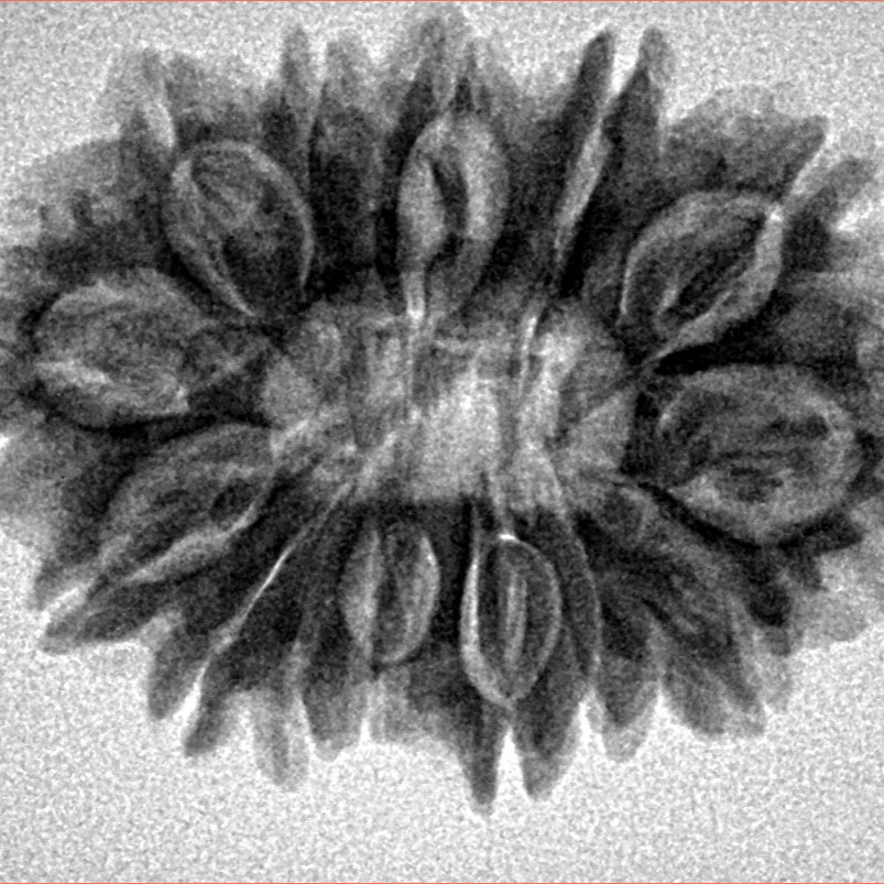 14 Mukhi Rudraksha 29.4mm 4.77gm - Inverse xray