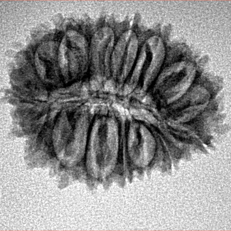 19 Mukhi Rudraksha 23.6mm 2.36gm - Inverse xray