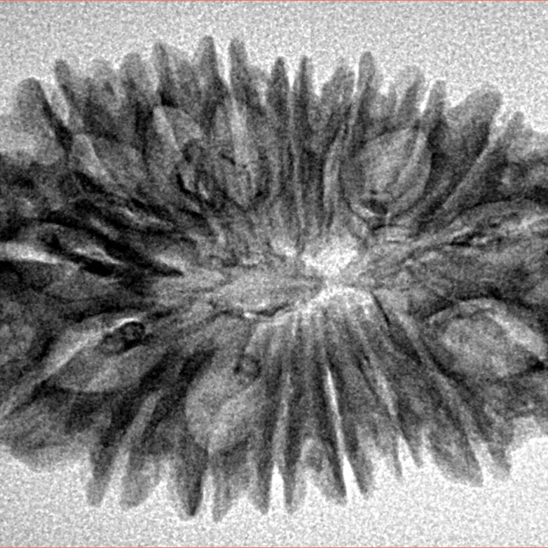 17 Mukhi Rudraksha 32.4mm 4.21gm - Inverse xray