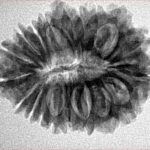 19 Mukhi Rudraksha 27.8mm 4.32gm - Inverse xray