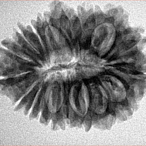 19 Mukhi Rudraksha 27.8mm 4.32gm - Inverse xray