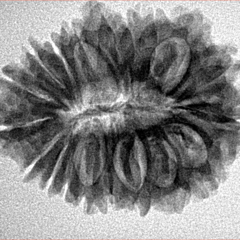 19 Mukhi Rudraksha 27.8mm 4.32gm - Inverse xray