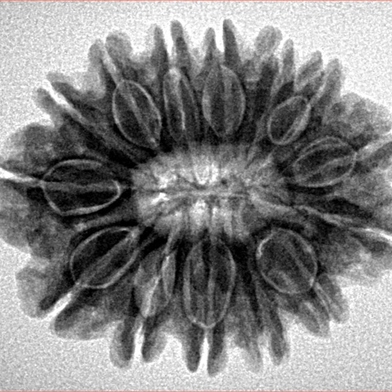 14 Mukhi Rudraksha 26.5mm 4.7gm - Inverse xray
