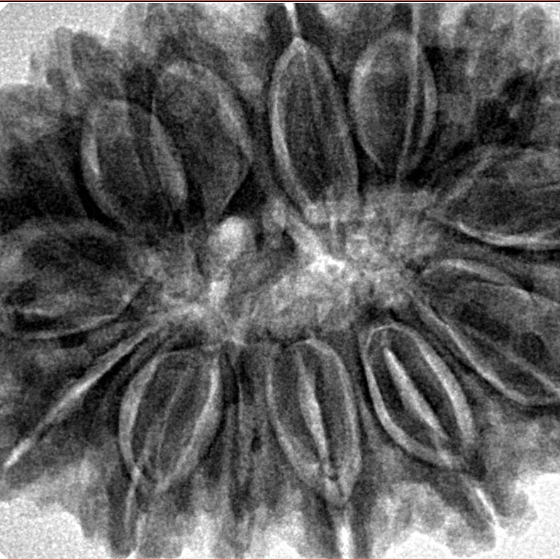 14 Mukhi Rudraksha 35.8mm 9gm - Inverse xray