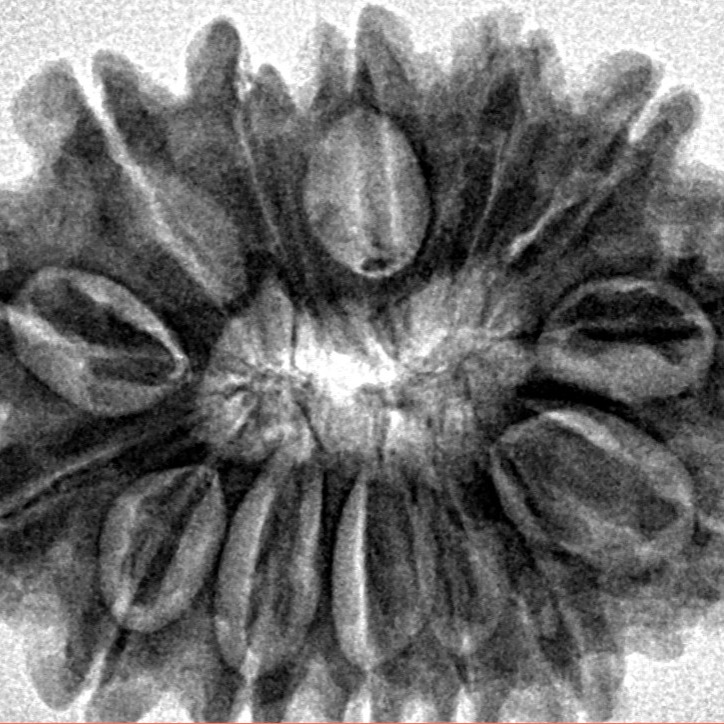 14 Mukhi Rudraksha 29mm 5.31gm - Inverse xray