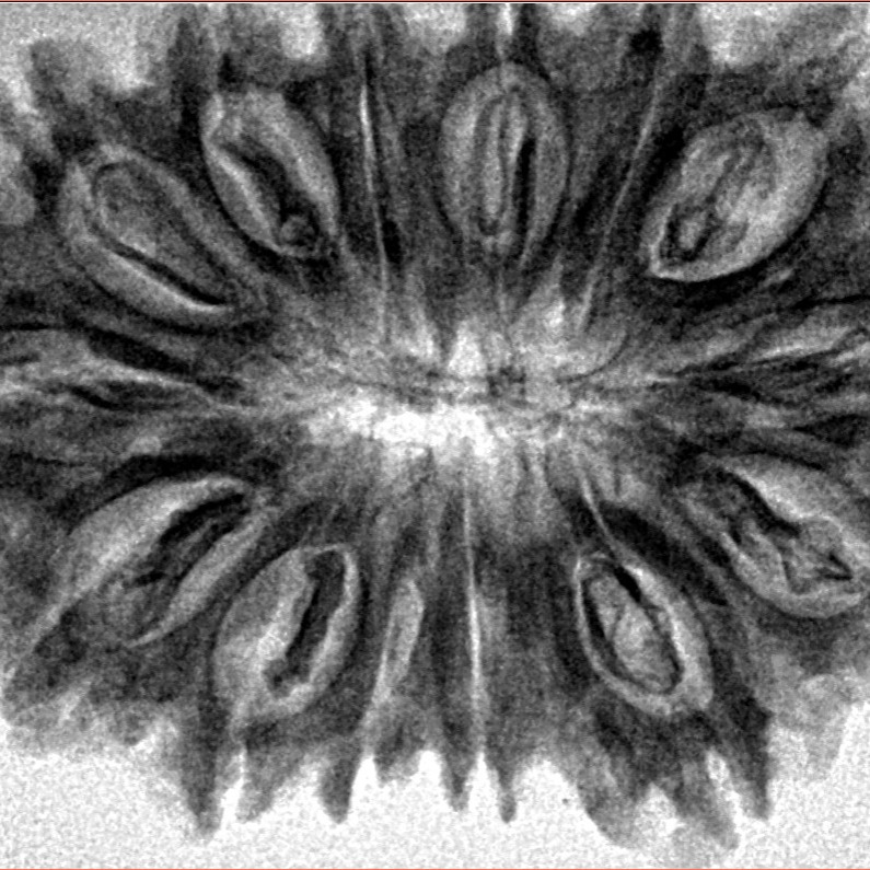 14 Mukhi Rudraksha 35.3mm 6.1gm - Inverse xray