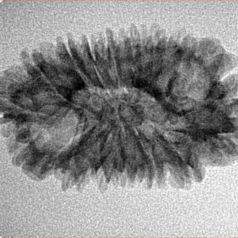 16 Mukhi Rudraksha 28.6mm 2.57gm - Inverse xray