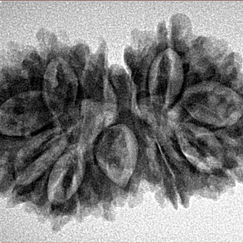16 Mukhi Gaurishankar 31.4mm 4.45gm - Inverse xray