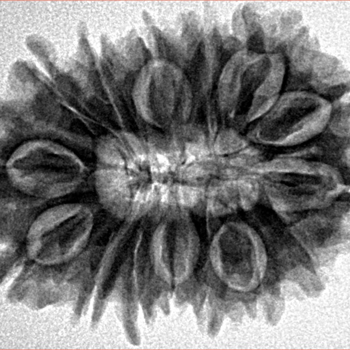 16 Mukhi Rudraksha 27.6mm 4.46gm - Inverse xray