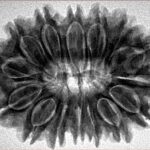 15 Mukhi Rudraksha 32.1mm 6.6gm - Inverse xray