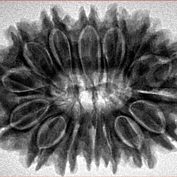 15 Mukhi Rudraksha 32.1mm 6.6gm - Inverse xray