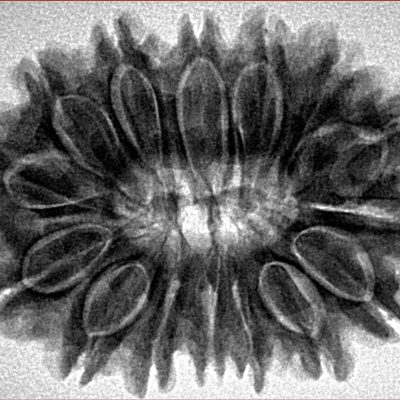 15 Mukhi Rudraksha 32.1mm 6.6gm - Inverse xray