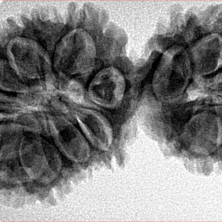 17 Mukhi Gaurishankar 39.1mm 6.48gm - Inverse xray