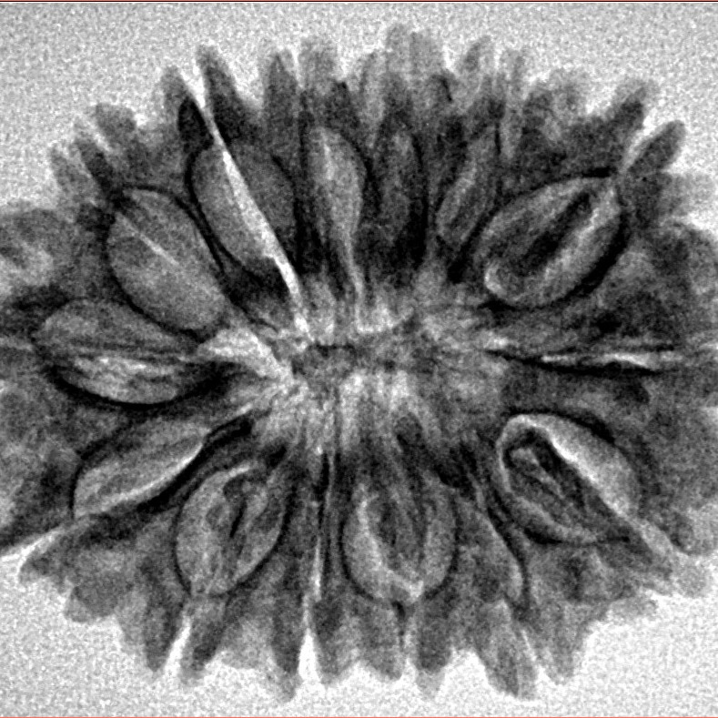 14 Mukhi Rudraksha 29.6mm 4.6gm - Inverse xray