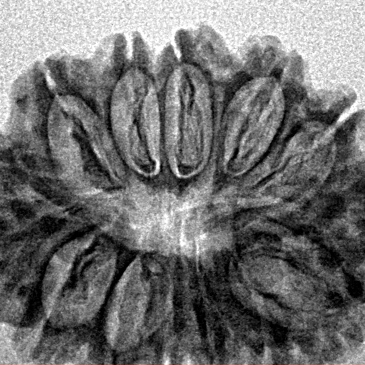 14 Mukhi Rudraksha 28.9mm 3.81gm - Inverse xray