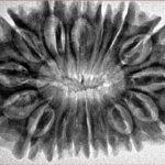 16 Mukhi Rudraksha 34.3mm 6.42gm - Inverse xray