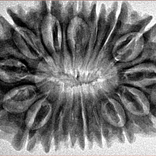 16 Mukhi Rudraksha 34.3mm 6.42gm - Inverse xray