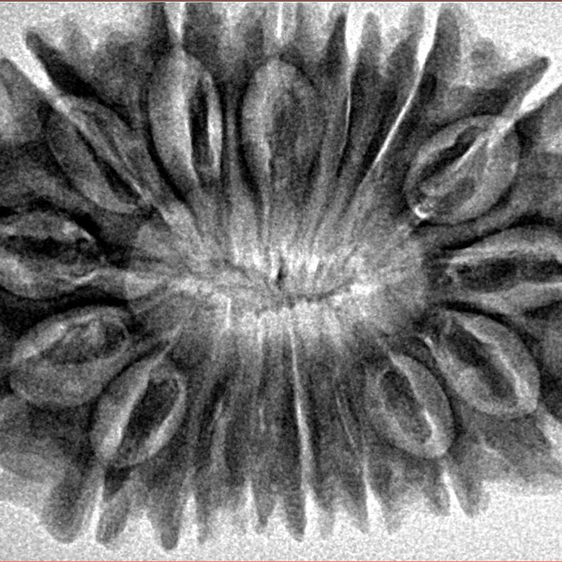 16 Mukhi Rudraksha 34.3mm 6.42gm - Inverse xray