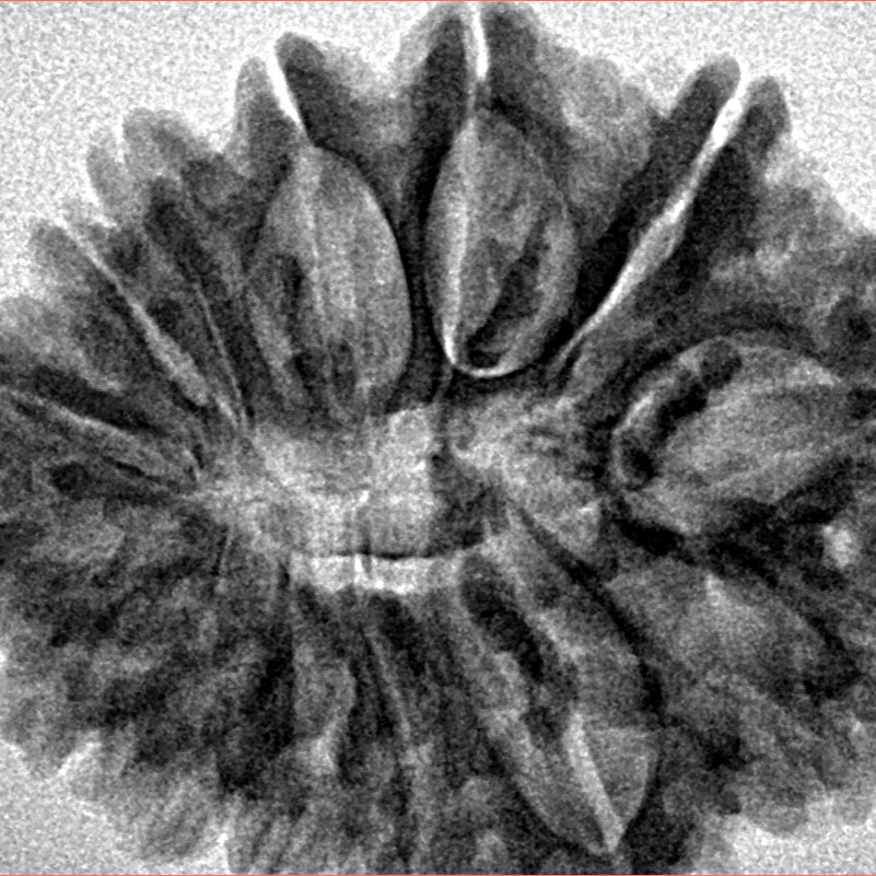 14 Mukhi Rudraksha 30.4mm 5.14gm - Inverse xray