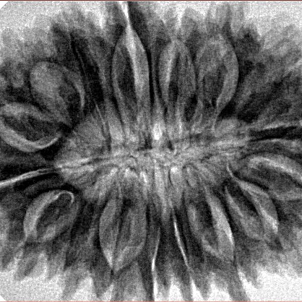 17 Mukhi Rudraksha 35mm 7.49gm - Inverse xray